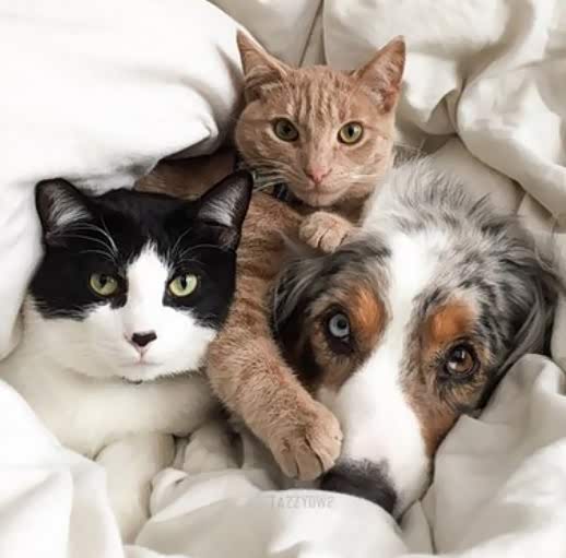 猫狗恩爱系列 ,很和谐啊!