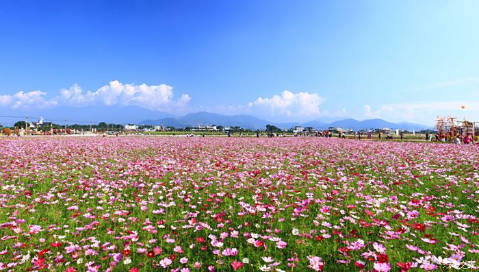 【逸車·逸生活】昆明人的花海,來雲南不容錯過的風景