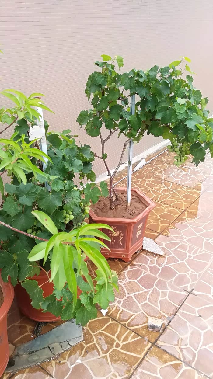 植物;盆栽葡萄,随拍欣赏