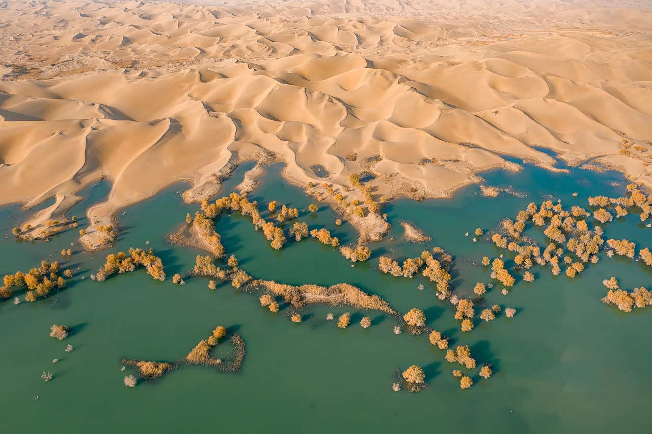 塔克拉玛干沙漠,有着醉美胡杨,它醉美了塔里木河,醉美了沙漠