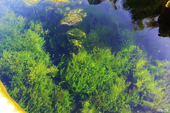 清澈见底,水藻看的清清楚楚