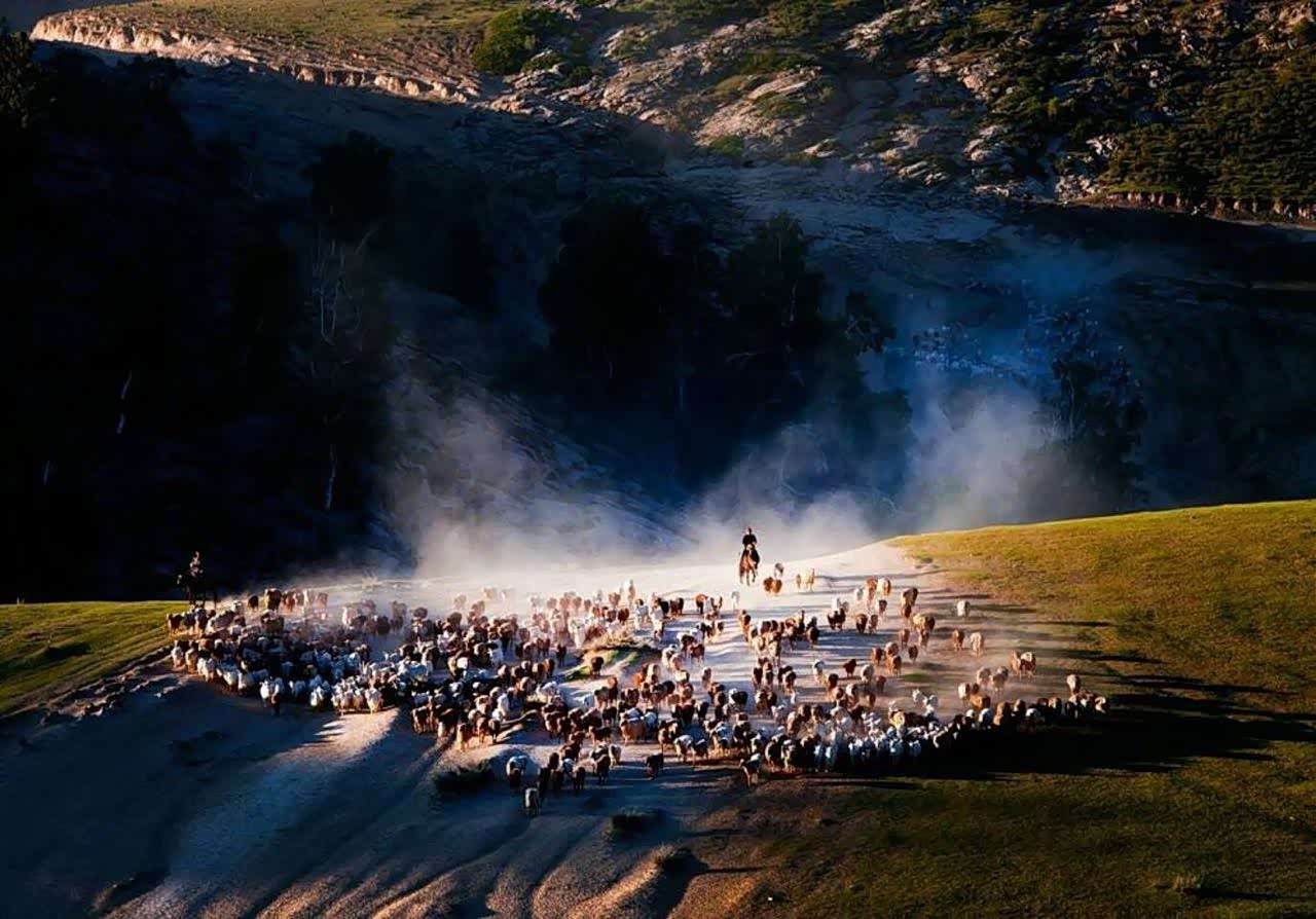 人间仙境伊犁的部落迁徙,壮观!唯美