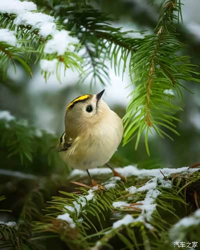 北欧,充满生机的芳兰森林,小动物们真可爱.