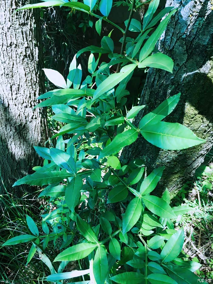 ds6乡村游青树翠蔓蒙络摇缀给心灵一片晴空