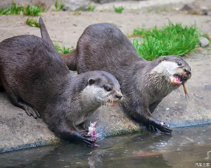 水中十分灵活的小动物,水獭.