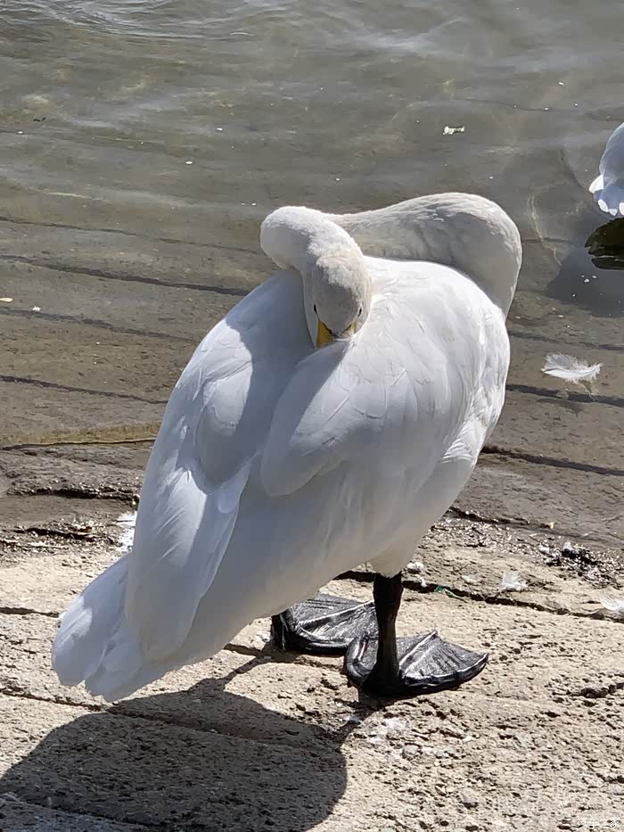 鹅趣库尔勒杜鹃河野生天鹅连续第16年到此一游