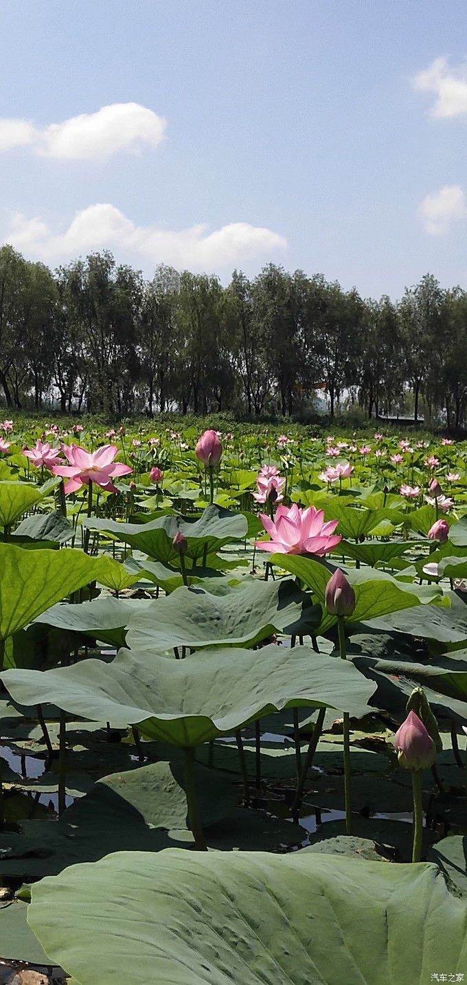 大城市的旅遊鐵嶺蓮花湖溼地一日遊申精