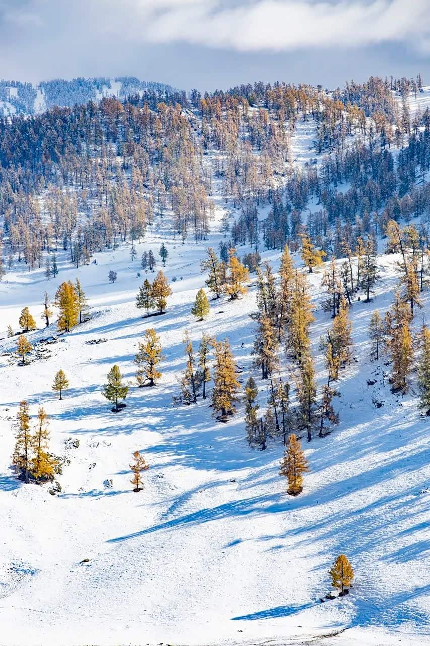 中国第一批下雪的地方一夜落雪美到窒息