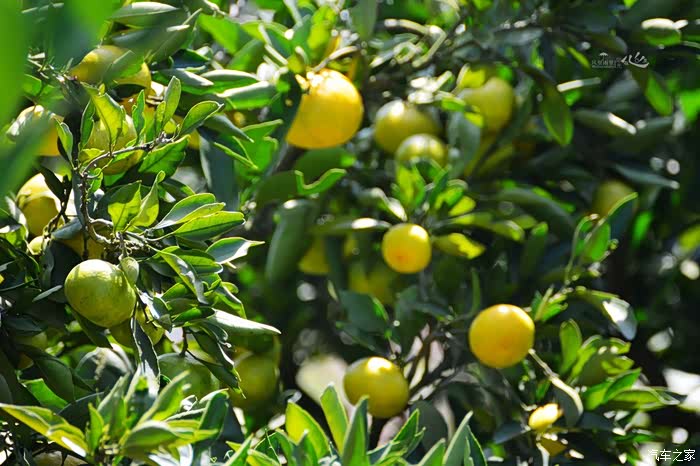 汉中城固一年好景君须记最是橙黄橘绿时