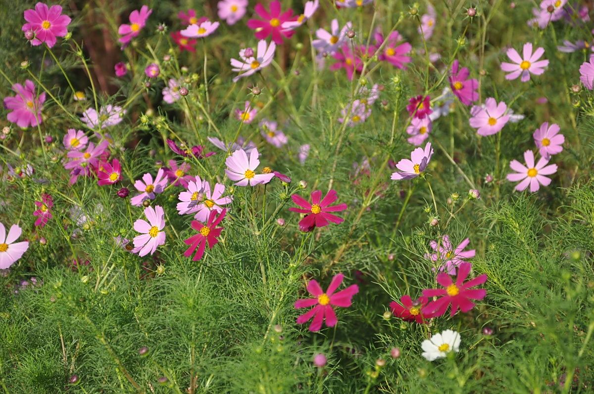 亂花漸欲迷人眼淺草才能沒馬蹄