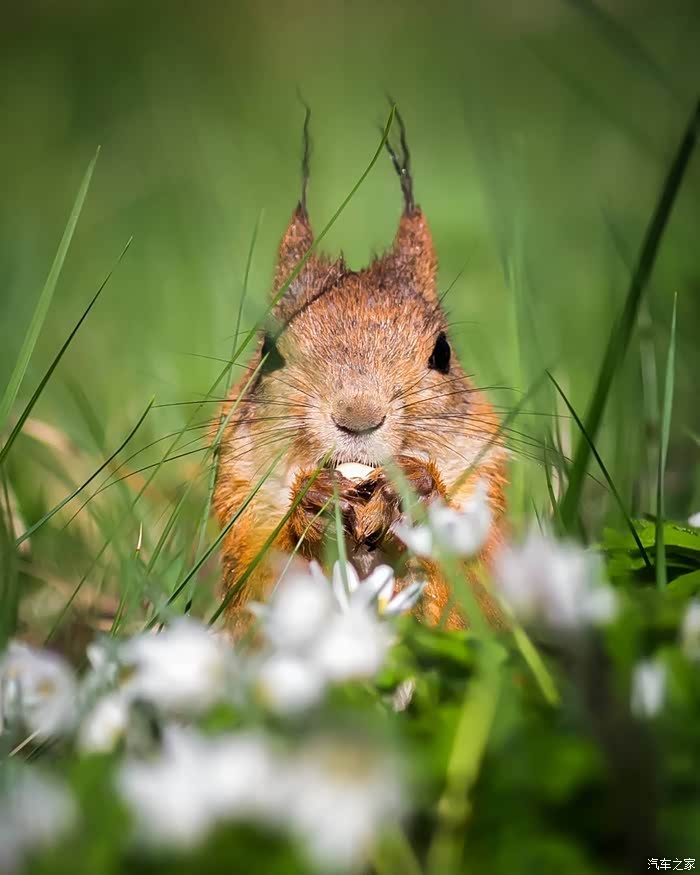 北欧充满生机的芳兰森林小动物们真可爱