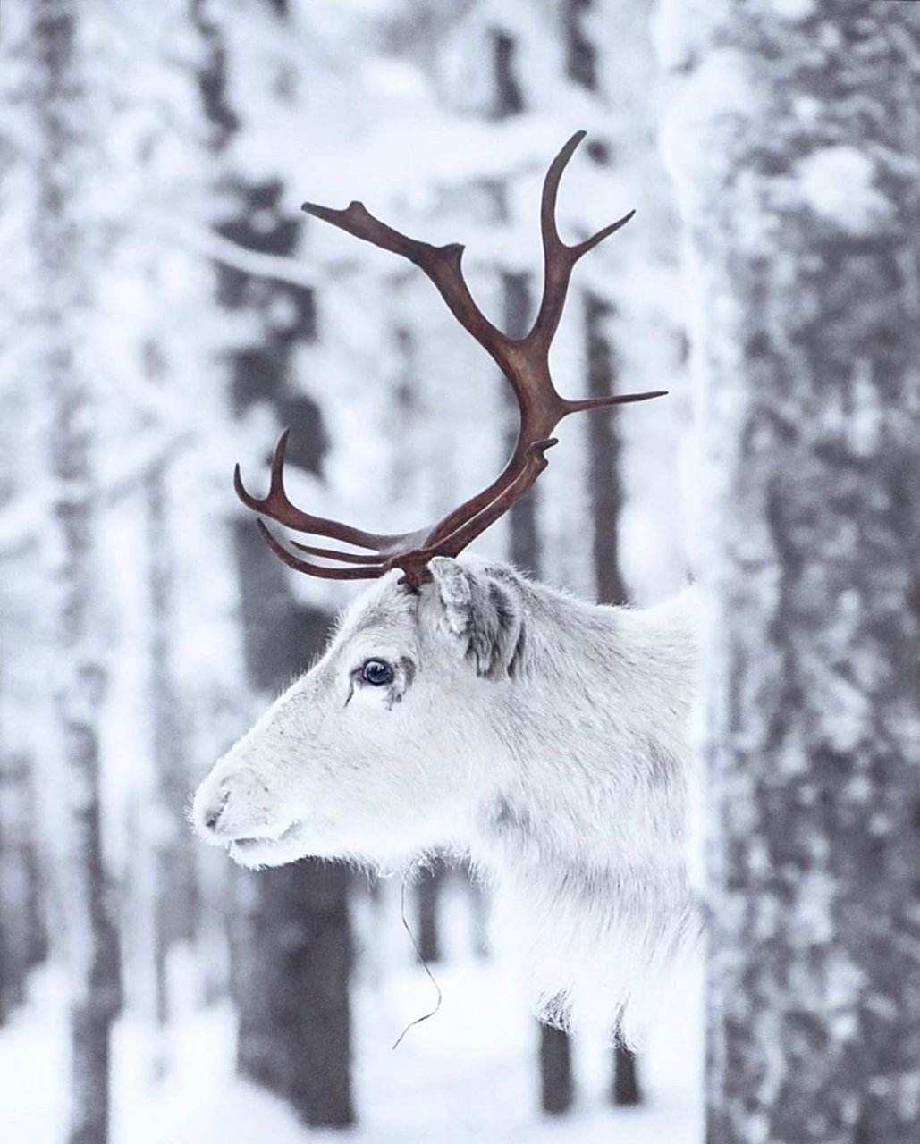 雪鹿冰纯图片