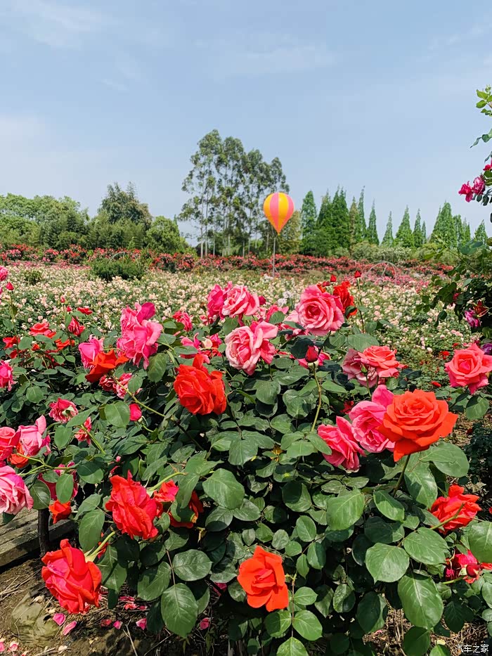【图】成都市新津区唯一早春玫瑰花海自驾游.