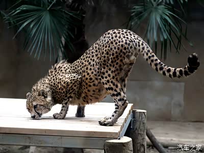 对于动物们而言,虽然他们是被关在院墙之内,但是看到他们发达的肌肉