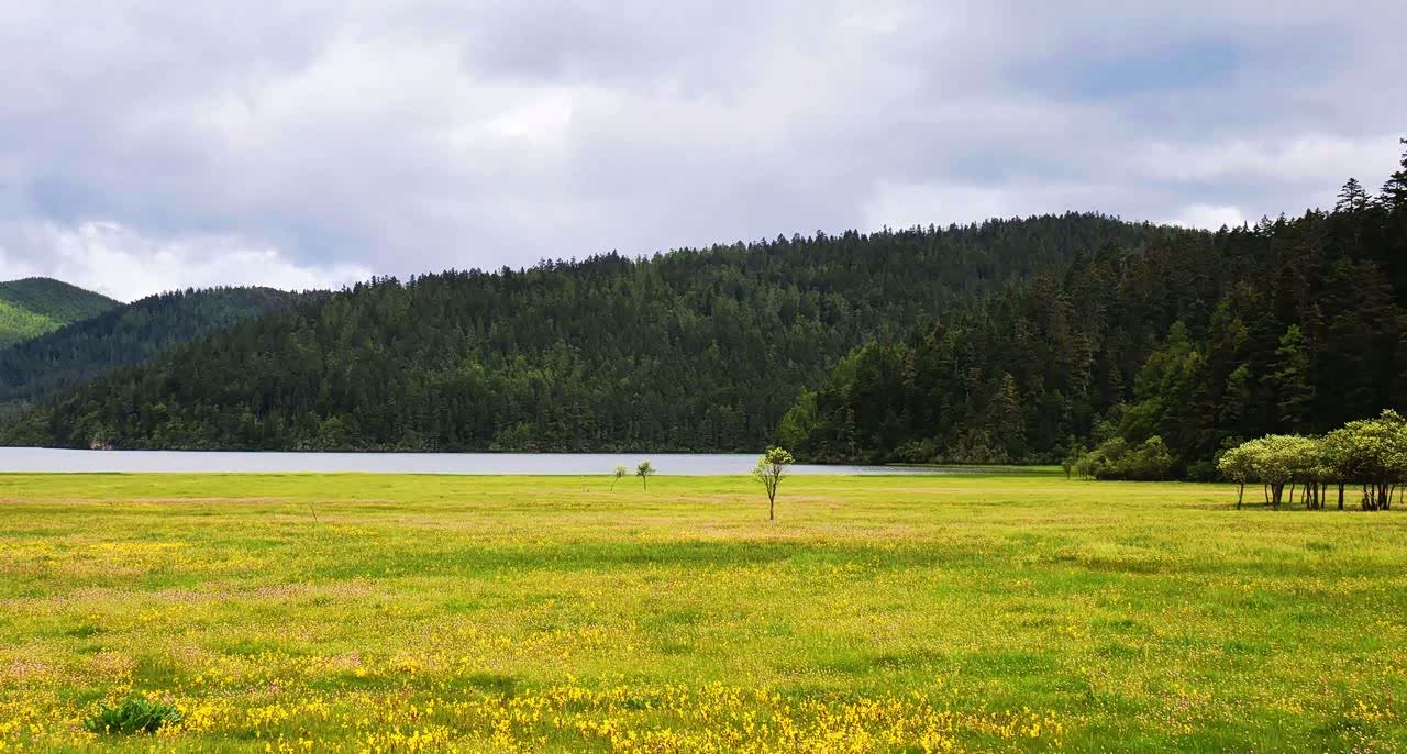青青草原的自然风光,绿色好心情,羊肥,草绿