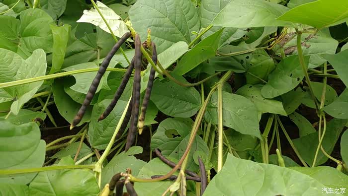 绿豆荚,成熟了才变黑色.夏季清热解毒良品--绿豆汤,想喝不?