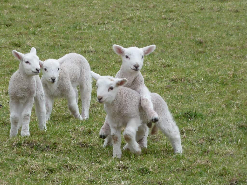 夏日牧场里的小羊羊非常可爱