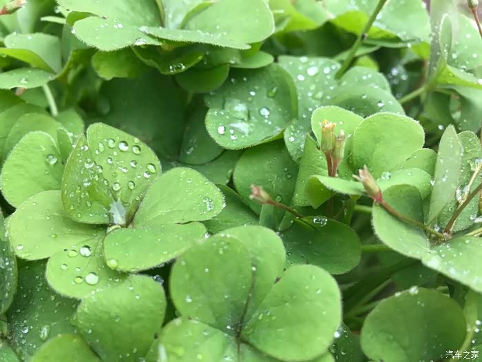 清晨碧绿的四叶草上晶莹剔透的露珠阳光的照射下闪闪发光