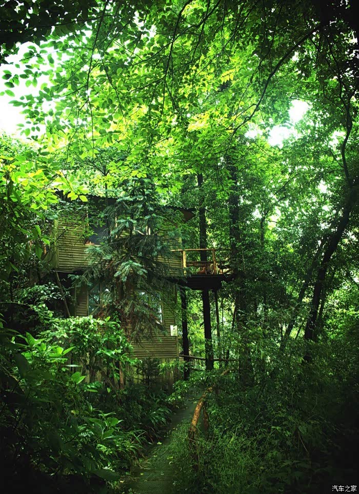 这个端午不出门,走进森林清净一夏