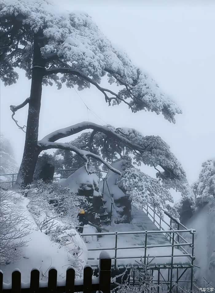 冬季到黄山看雪松