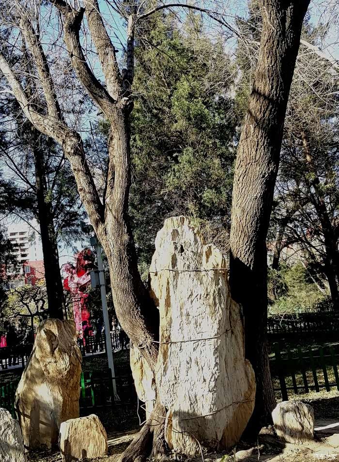 告别2021双榆树公园