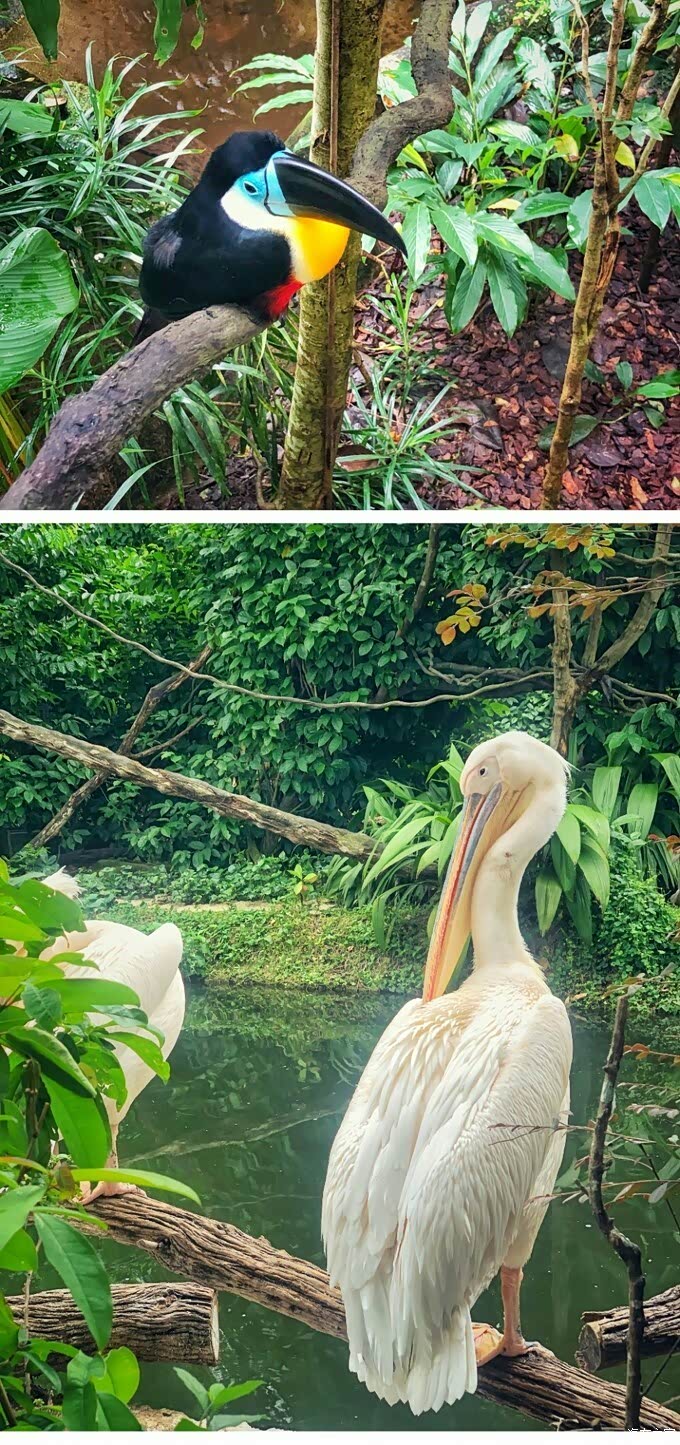 新加坡动物园河川生态园