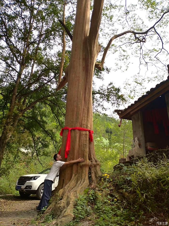 贵州马灵光树图片
