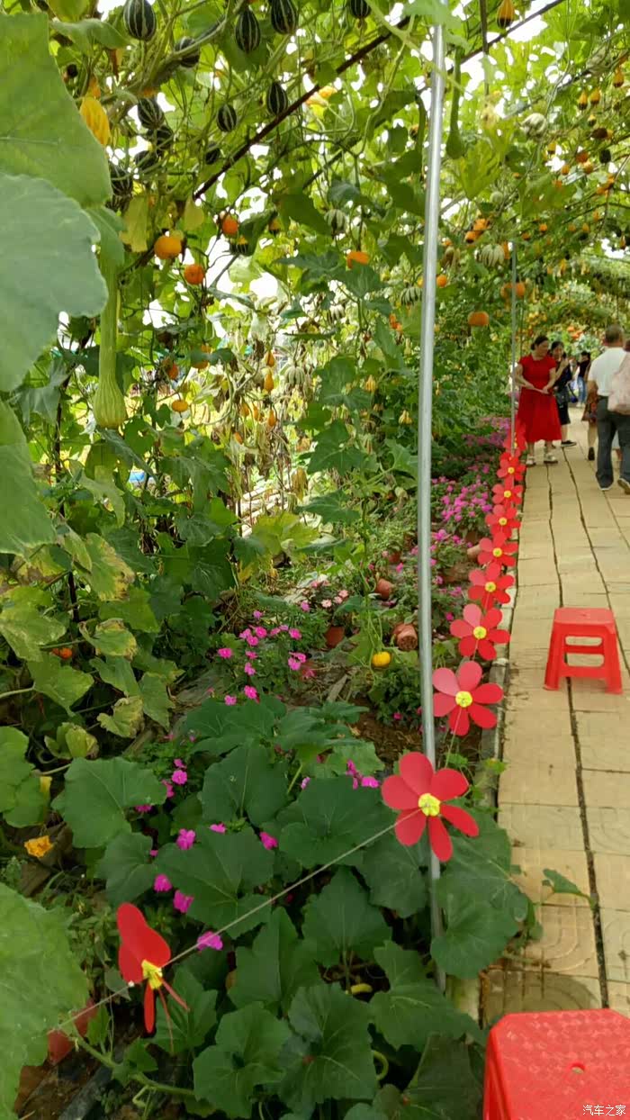 让人开心让人惊叹的来宾开心农场