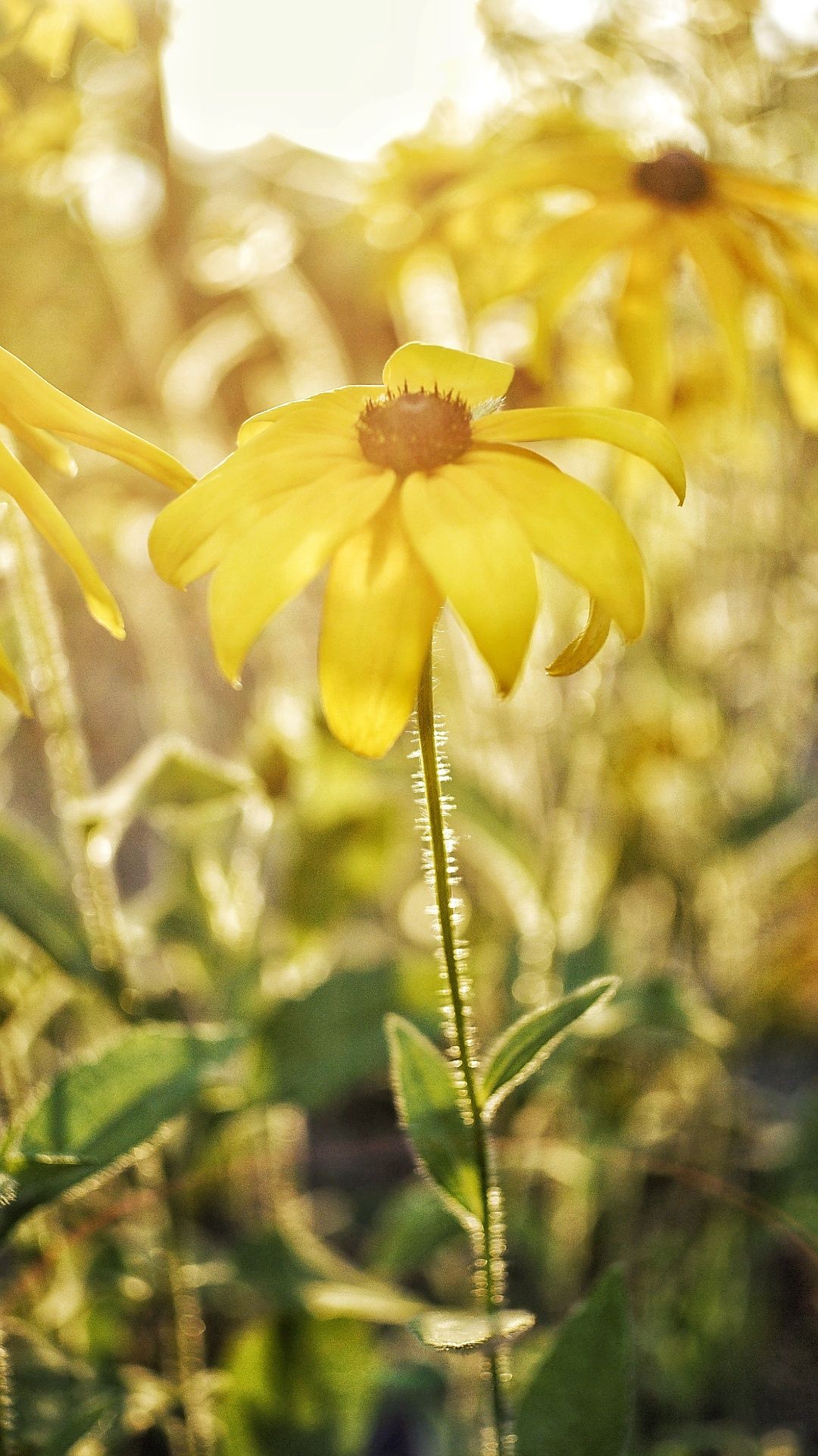 素心向暖,浅笑安然——看静态的美丽,微距美丽的太阳菊