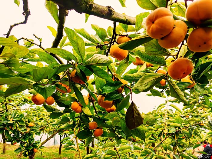 美食车友圈交友聚会活动～摘柿子游乌梅博物馆