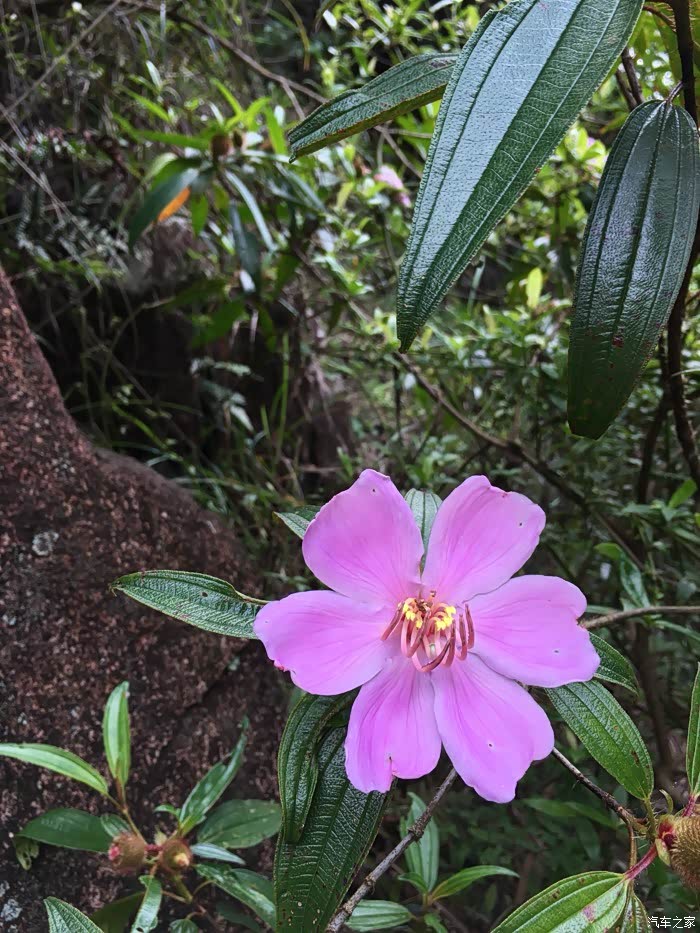 普宁摩天石风景区兰花谷