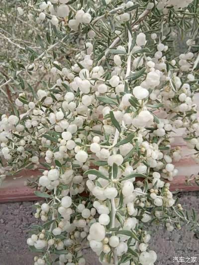 白枸杞,珍贵品种,量特别少,20元一粒.