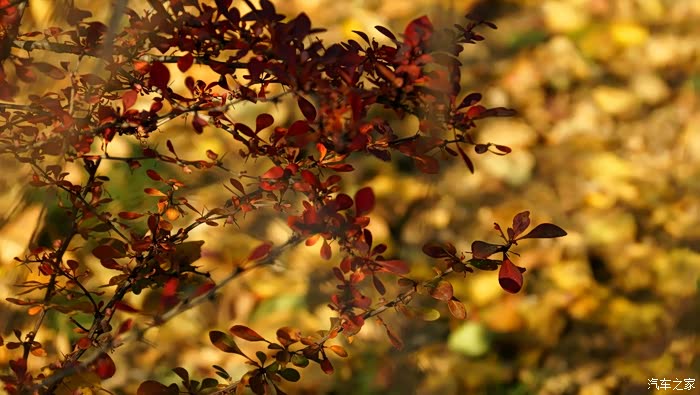 红叶婆娑踏歌而行驱车拍树叶你就是最红的那一朵