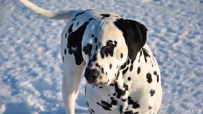 喜迎2022猎犬斑点狗