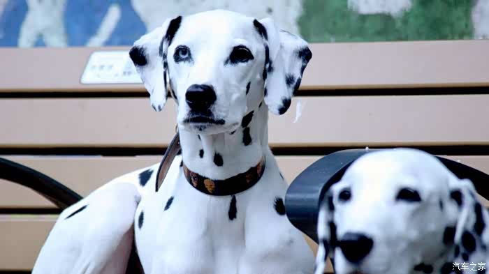 喜迎2022猎犬斑点狗