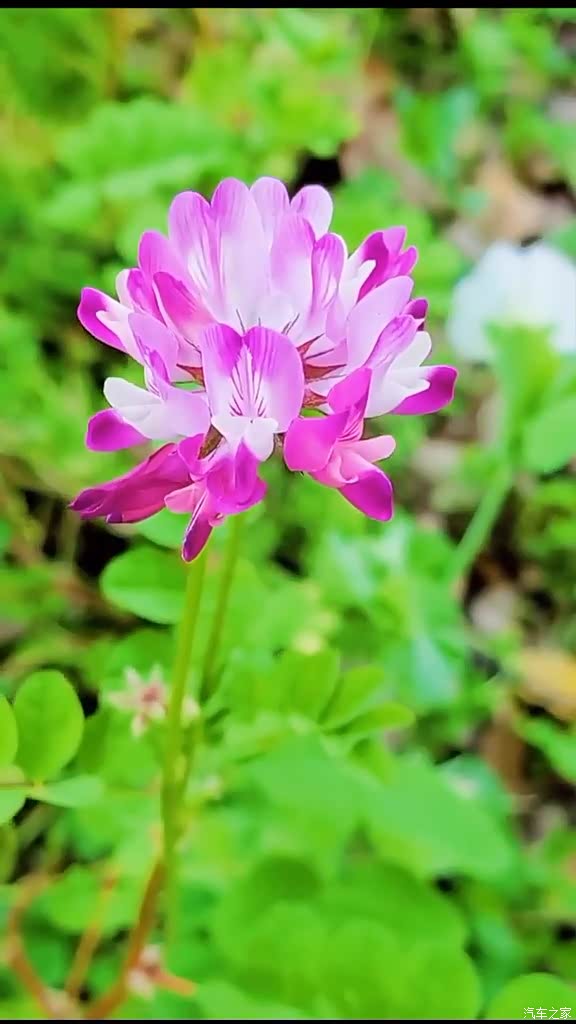 漂亮的紫云英花