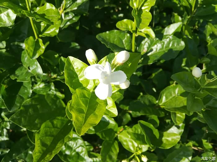 一日之计在于晨,与帝豪gl一起领略中华茉莉园美景