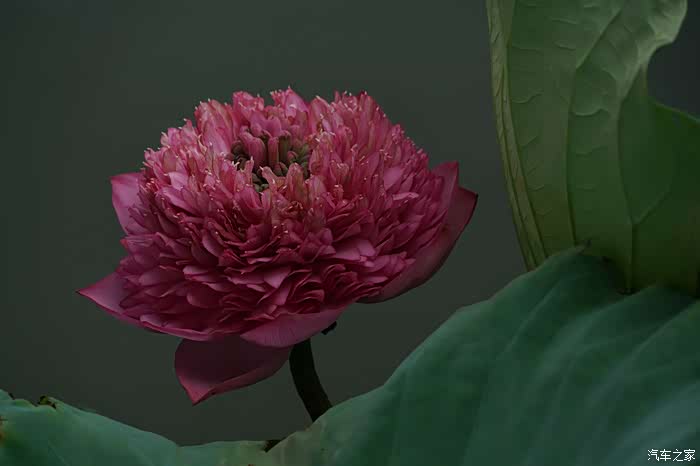 接天莲叶无穷碧,映日荷花别样红(红台荷花).