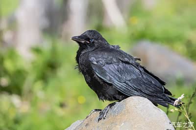 偶遇一只藏区神鸦