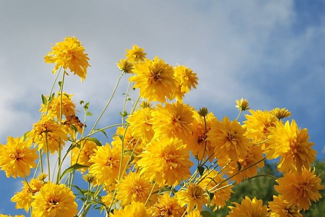 【圖】又是美好的一天,野餉讕,花兒到處都是