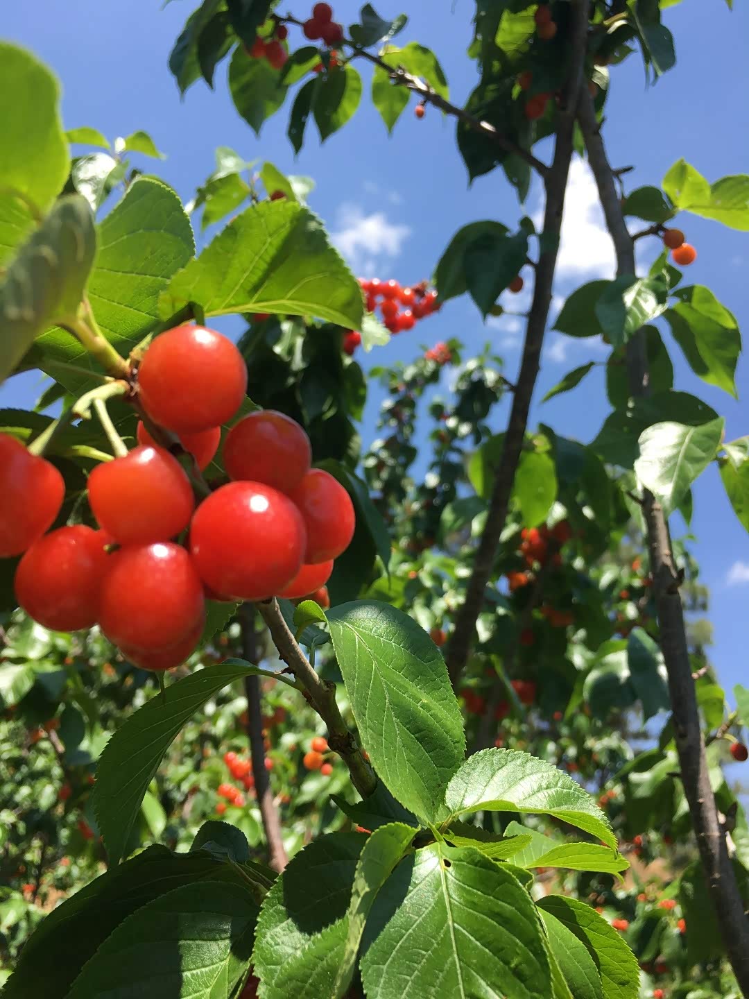 紫溪山樱桃走起周末闲暇时光小五出动