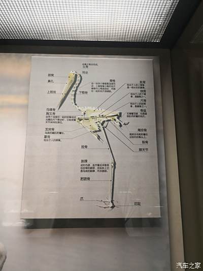 鸟类骨骼剖析图
