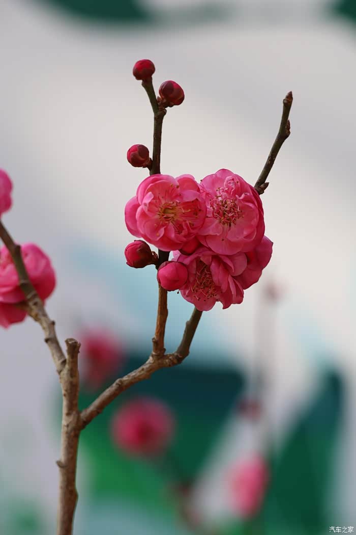 狂欢十二月昆明黑龙潭赏梅花179