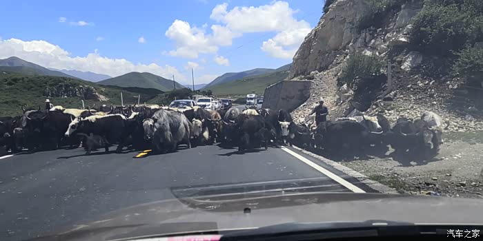 牦牛挡道