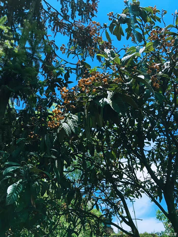 ds6乡村游青树翠蔓蒙络摇缀给心灵一片晴空