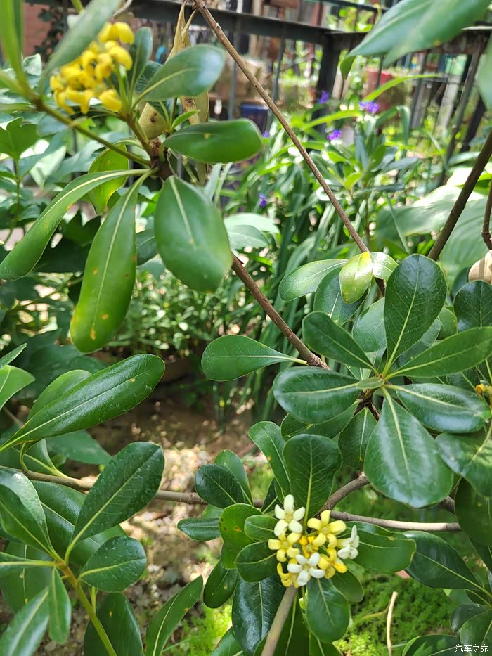 香味浓郁的十里香花