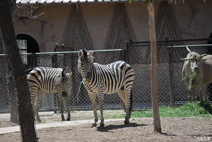 臨耳順之年童心依舊石家莊動物園一日遊