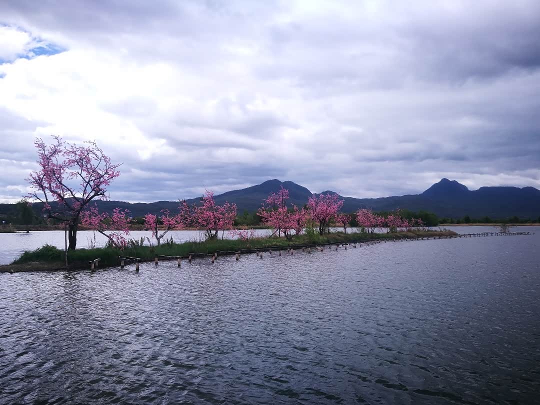 【图文】云南丽江拉市海候鸟湾