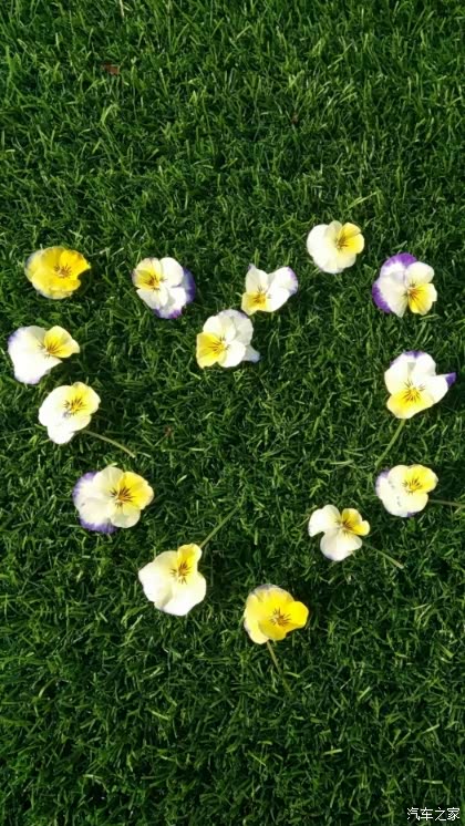 一朵朵花瓣,摆成了喜欢的样子