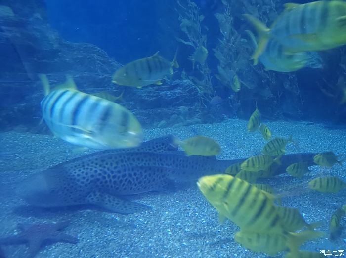 【积分大放送】沃沃带我游览青岛海底世界之海洋生物馆